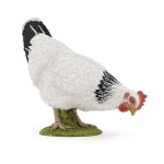 Galinha Branca e Preta